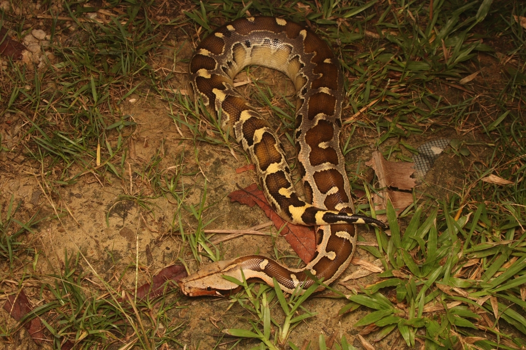 Bornean Short Python in April 2025 by Jeremy Loh. Juvenile found ...
