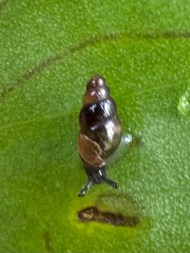 Lamellidea observed 2025-04-20
