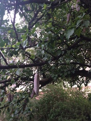 Parmentiera aculeata