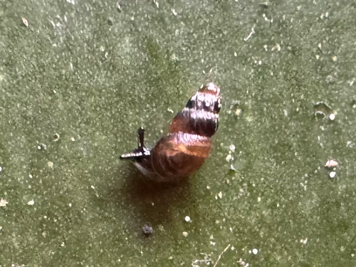 Lamellidea observed 2025-04-20