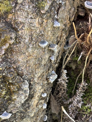 Trametes versicolor