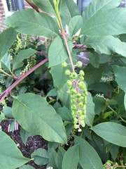 Phytolacca americana
