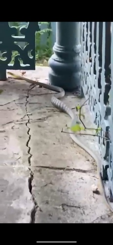 Common Tree Snake sighting