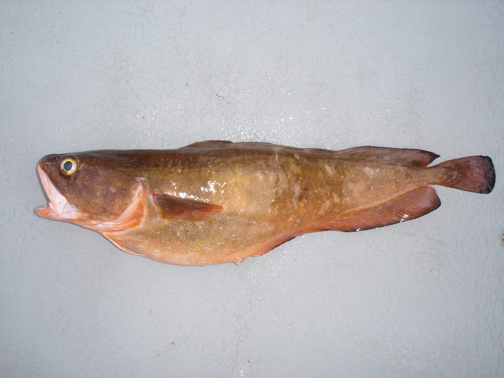 Pseudophycis