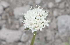Valeriana californica