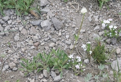 Valeriana californica