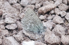 Satyrium semiluna
