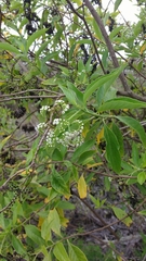 Tournefortia pubescens