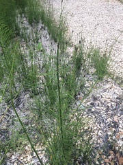 Equisetum fluviatile