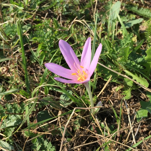 Colchicum autumnale