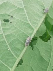 Graphocephala appropinquans