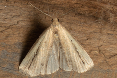 Macrochilo orciferalis