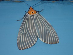 Neochera dominia