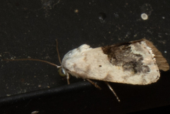 Ponometia erastrioides