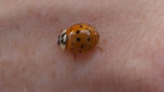 Harmonia axyridis