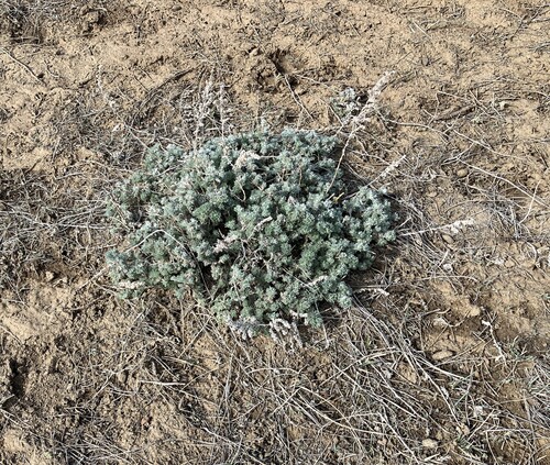 iNaturalist observation 2025-04-20
