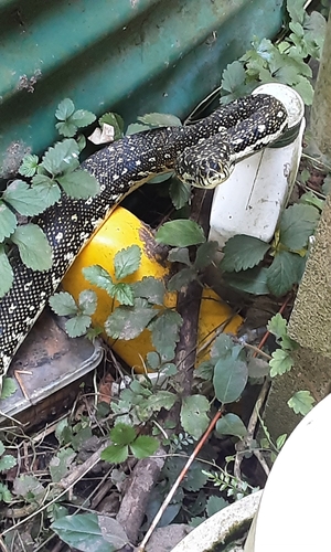 Diamond Python sighting