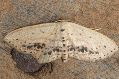 Scopula cacuminaria