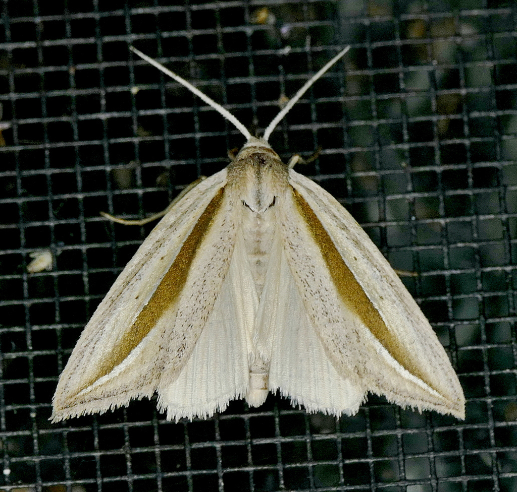 Doryodes