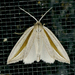 Doryodes latistriga - Photo (c) krancmm, some rights reserved (CC BY-NC), uploaded by krancmm