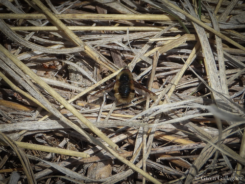 Unknown species found near Ada County, ID, USA