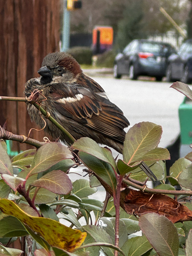 House Sparrow photographed in South Carolina