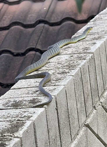 Common Tree Snake sighting