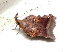 Clydonopteron sacculana