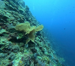 Sea Fan (Giant)