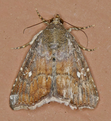 Amyna bullula