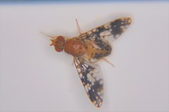 Blepharoneura