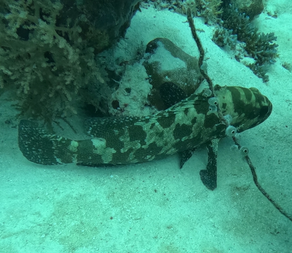 Camouflage grouper