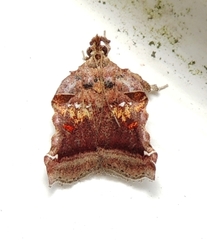 Clydonopteron sacculana