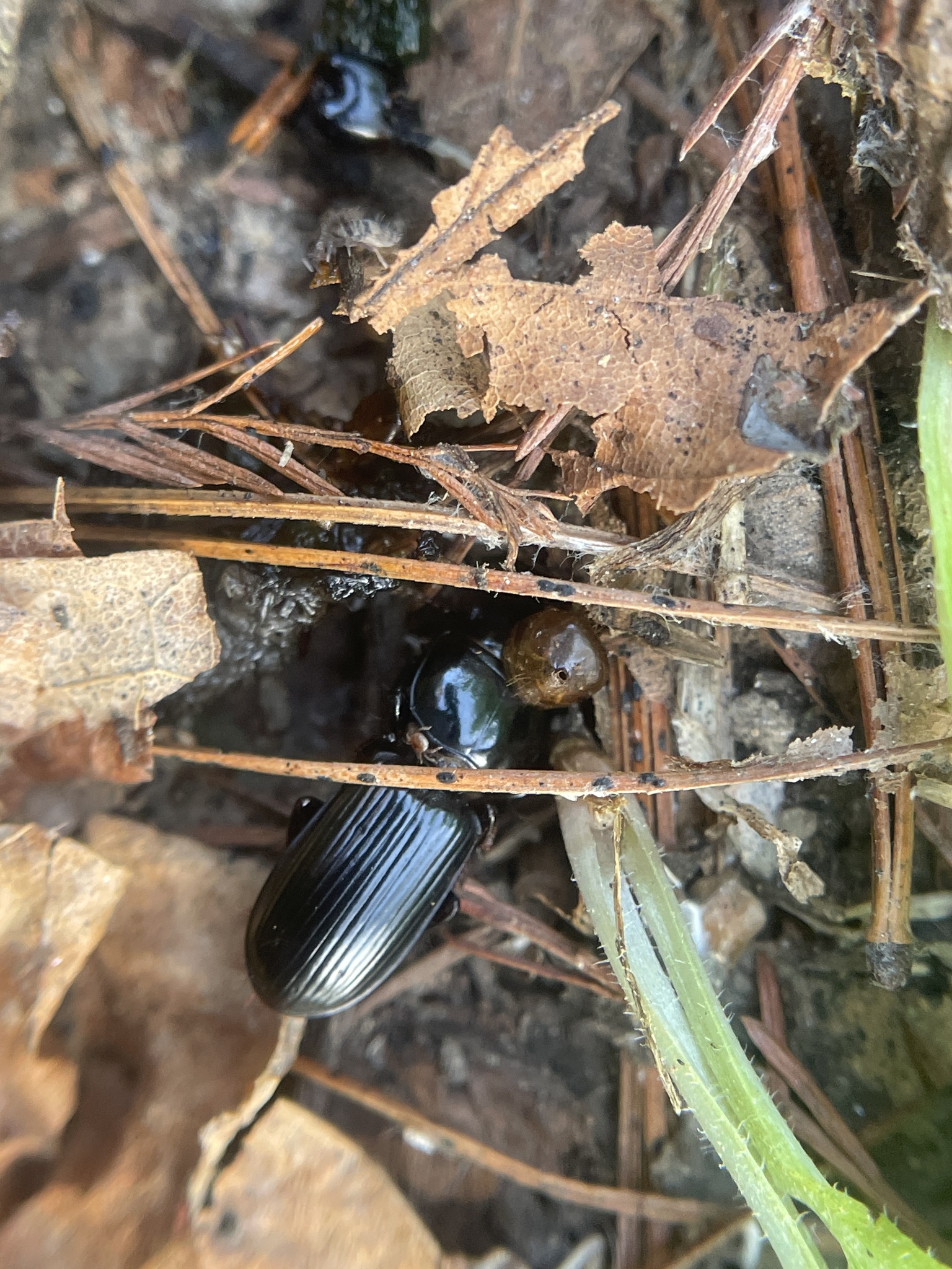 Micromegistus bakeri