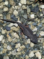 Raffaelli's Spiny Crocodile Newt photo 2