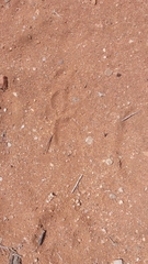 Acinonyx