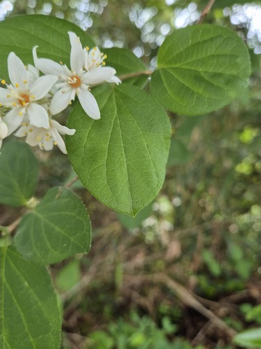 Deutzia naseana iNat (2)