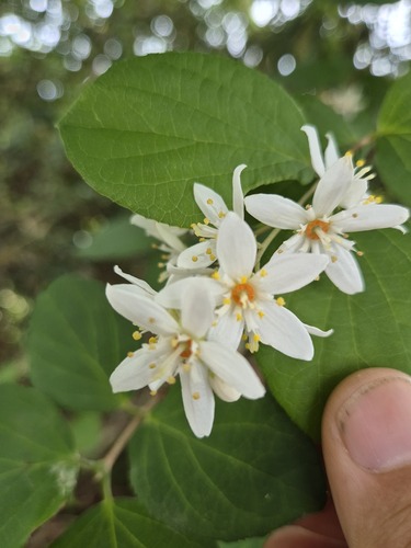 Deutzia naseana iNat (3)