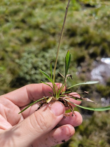 Dubois' leeuwentand (Scorzoneroides duboisii)