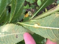 Neolasioptera vernoniae