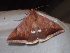 Artena dotata