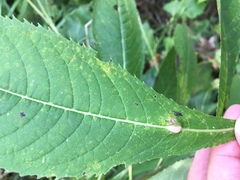 Neolasioptera vernoniae