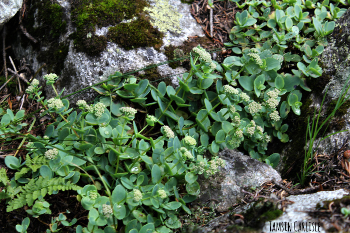 Hylotelephium tianschanicum V.V.Byalt & Lazkov