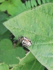 Calligrapha diversa