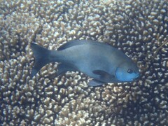 Western Rock Blackfish photo 5