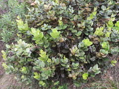 Monimia rotundifolia