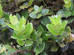 Monimia rotundifolia