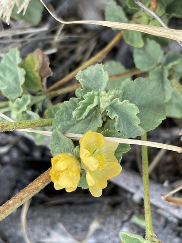 Malvastrum americanum, 2025-04-20
