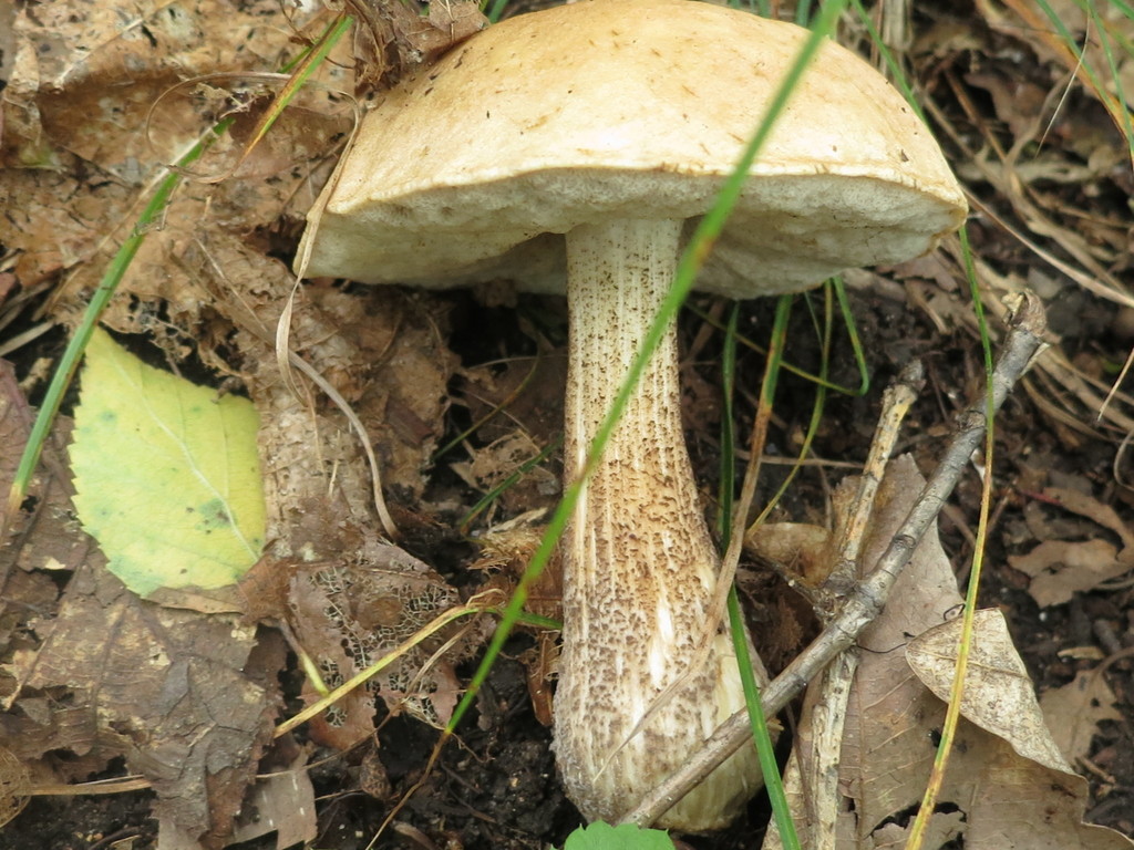 Leccinum scabrum · August 2019 · photo: © repta (iNaturalist, cc-by)