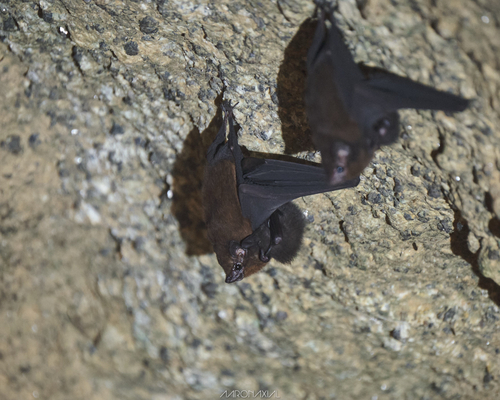 Lesser Sheath-tailed Bat